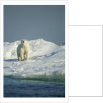 Polar Bear on Iceberg, Hudson Bay, Nunavut, Canada by Anonymous