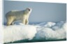 Polar Bear on Iceberg, Hudson Bay, Nunavut, Canada by Anonymous