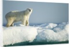 Polar Bear on Iceberg, Hudson Bay, Nunavut, Canada by Anonymous