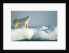 Polar Bear on Iceberg, Hudson Bay, Nunavut, Canada by Anonymous