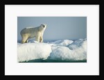Polar Bear on Iceberg, Hudson Bay, Nunavut, Canada by Anonymous