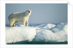 Polar Bear on Iceberg, Hudson Bay, Nunavut, Canada by Anonymous