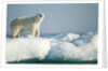 Polar Bear on Iceberg, Hudson Bay, Nunavut, Canada by Anonymous