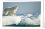 Polar Bear on Iceberg, Hudson Bay, Nunavut, Canada by Anonymous