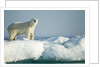 Polar Bear on Iceberg, Hudson Bay, Nunavut, Canada by Anonymous