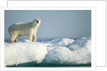 Polar Bear on Iceberg, Hudson Bay, Nunavut, Canada by Anonymous