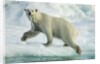 Polar Bear on Iceberg, Hudson Bay, Nunavut, Canada by Anonymous