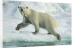 Polar Bear on Iceberg, Hudson Bay, Nunavut, Canada by Anonymous