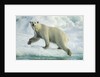 Polar Bear on Iceberg, Hudson Bay, Nunavut, Canada by Anonymous