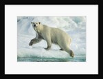 Polar Bear on Iceberg, Hudson Bay, Nunavut, Canada by Anonymous