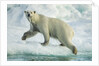 Polar Bear on Iceberg, Hudson Bay, Nunavut, Canada by Anonymous