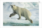 Polar Bear on Iceberg, Hudson Bay, Nunavut, Canada by Anonymous