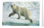 Polar Bear on Iceberg, Hudson Bay, Nunavut, Canada by Anonymous