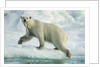 Polar Bear on Iceberg, Hudson Bay, Nunavut, Canada by Anonymous