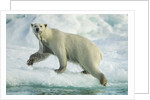 Polar Bear on Iceberg, Hudson Bay, Nunavut, Canada by Anonymous