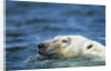 Swimming Polar Bear, Hudson Bay, Nunavut, Canada by Anonymous