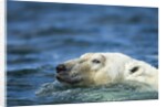 Swimming Polar Bear, Hudson Bay, Nunavut, Canada by Anonymous
