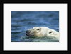 Swimming Polar Bear, Hudson Bay, Nunavut, Canada by Anonymous