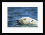Swimming Polar Bear, Hudson Bay, Nunavut, Canada by Anonymous
