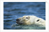 Swimming Polar Bear, Hudson Bay, Nunavut, Canada by Anonymous