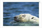 Swimming Polar Bear, Hudson Bay, Nunavut, Canada by Anonymous