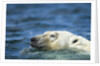 Swimming Polar Bear, Hudson Bay, Nunavut, Canada by Anonymous