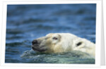 Swimming Polar Bear, Hudson Bay, Nunavut, Canada by Anonymous