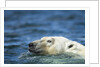 Swimming Polar Bear, Hudson Bay, Nunavut, Canada by Anonymous