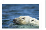 Swimming Polar Bear, Hudson Bay, Nunavut, Canada by Anonymous