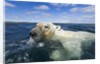 Swimming Polar Bear, Hudson Bay, Nunavut, Canada by Anonymous