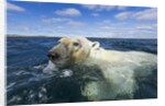 Swimming Polar Bear, Hudson Bay, Nunavut, Canada by Anonymous