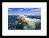 Swimming Polar Bear, Hudson Bay, Nunavut, Canada by Anonymous