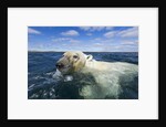 Swimming Polar Bear, Hudson Bay, Nunavut, Canada by Anonymous