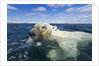 Swimming Polar Bear, Hudson Bay, Nunavut, Canada by Anonymous