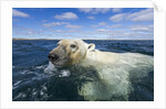 Swimming Polar Bear, Hudson Bay, Nunavut, Canada by Anonymous