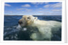 Swimming Polar Bear, Hudson Bay, Nunavut, Canada by Anonymous