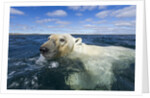 Swimming Polar Bear, Hudson Bay, Nunavut, Canada by Anonymous