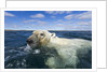 Swimming Polar Bear, Hudson Bay, Nunavut, Canada by Anonymous