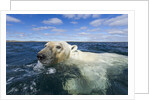 Swimming Polar Bear, Hudson Bay, Nunavut, Canada by Anonymous