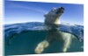 Polar Bear, Hudson Bay, Nunavut, Canada by Anonymous