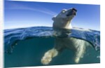 Polar Bear, Hudson Bay, Nunavut, Canada by Anonymous