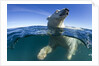 Polar Bear, Hudson Bay, Nunavut, Canada by Anonymous