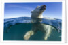 Polar Bear, Hudson Bay, Nunavut, Canada by Anonymous
