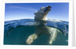 Polar Bear, Hudson Bay, Nunavut, Canada by Anonymous