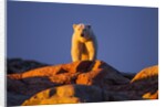 Polar Bear, Hudson Bay, Nunavut, Canada by Anonymous