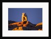 Polar Bear, Hudson Bay, Nunavut, Canada by Anonymous