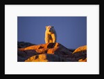 Polar Bear, Hudson Bay, Nunavut, Canada by Anonymous