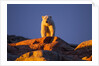 Polar Bear, Hudson Bay, Nunavut, Canada by Anonymous