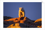 Polar Bear, Hudson Bay, Nunavut, Canada by Anonymous
