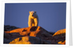Polar Bear, Hudson Bay, Nunavut, Canada by Anonymous